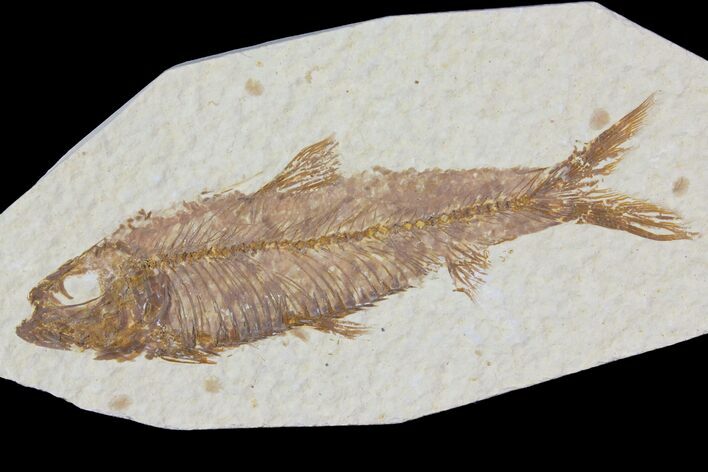Detailed Fossil Fish (Knightia) - Wyoming #115108